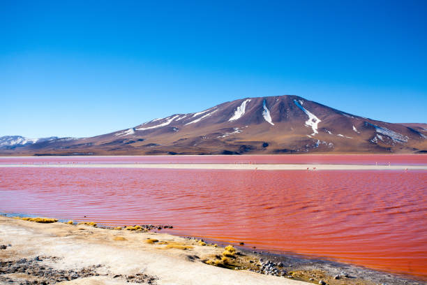 istock Laguna Colorada view, Bolivia 1204894531