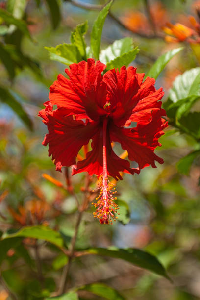 istock Rose Flowers colors botanic garden 1204894627