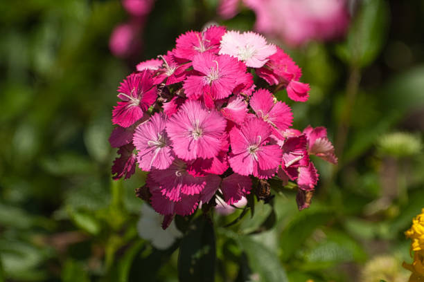 istock Rose Flowers colors botanic garden 1204894643