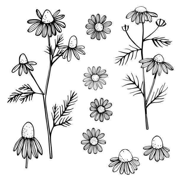 Hand drawn chamomile flowers. Hand drawn chamomile flowers on white background . Vector sketch illustration. weed leafs clip art stock illustrations