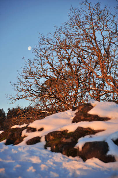 雪と月 - west linn ストックフォトと画像