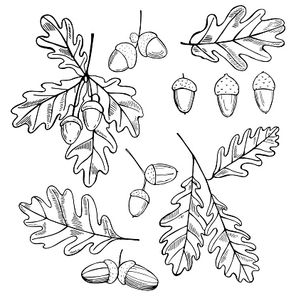 Hand drawn oak leaves and acorns. Vector sketch  illustration.