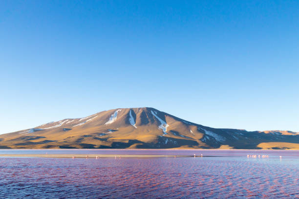 istock Laguna Colorada view, Bolivia 1204894729