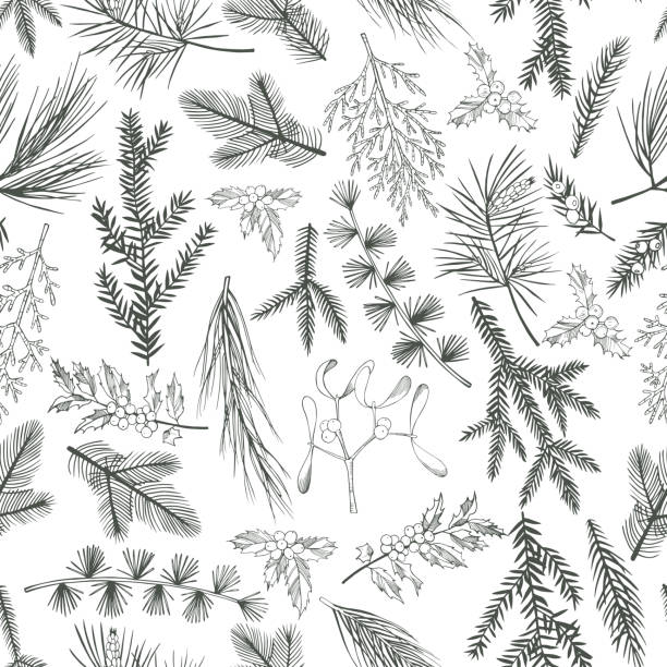 Vector  pattern with Christmas plants Vector  seamless pattern with hand drawn Christmas plants cedar stock illustrations