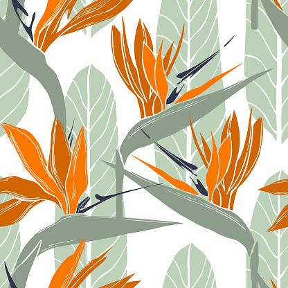 Hand  drawn tropical flowers. Strelitzia.  Vector seamless pattern .