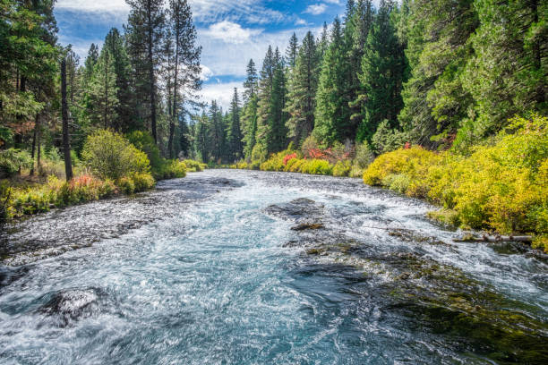 Fall Color on the Metolius River stock photo