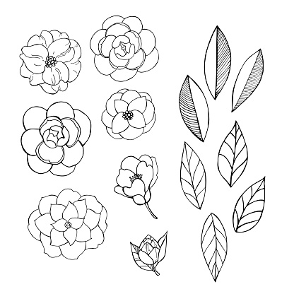 Hand drawn camellia flowers. Vector sketch   illustration.