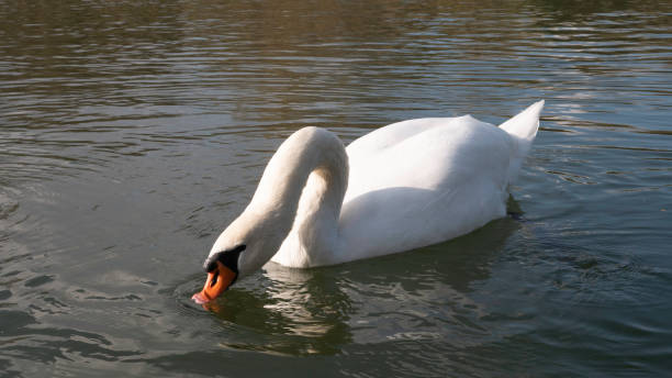 istock Beautiful white swan on lake drinking water. 1204897510