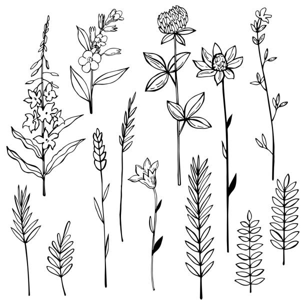 Wild herbs and flowers. Vector illustration Hand drawn wild herbs and flowers. Vector sketch illustration plant stem stock illustrations