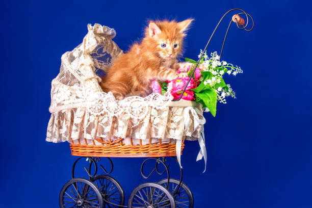 istock Maine coon kitten in a pram. 1204898415
