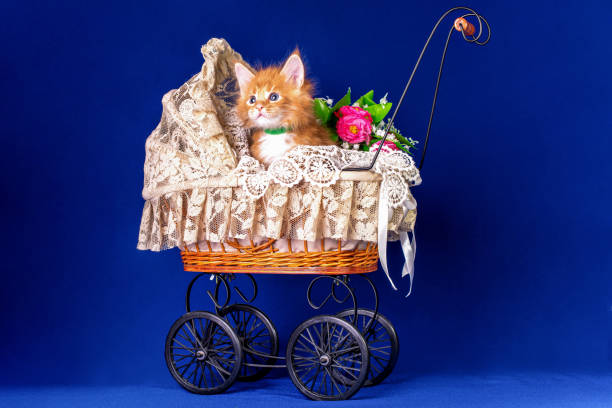 istock Maine coon kitten in a pram. 1204898418