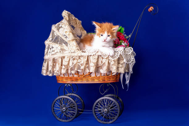 istock Maine coon kitten in a pram. 1204898444