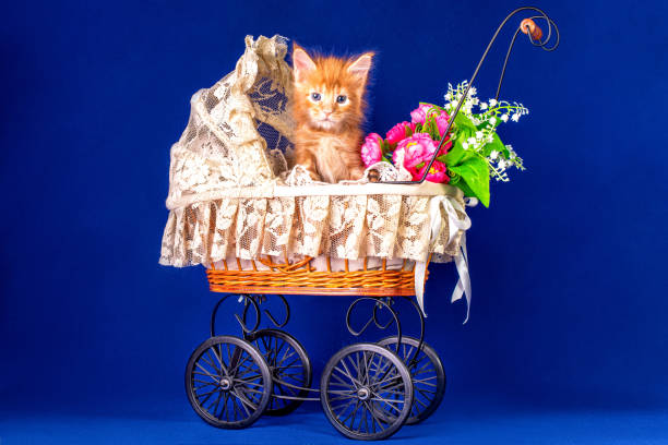 istock Maine coon kitten in a pram. 1204898478