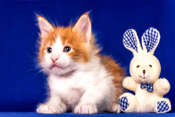 istock Maine coon kitten with a toy rabbit. 1204898519