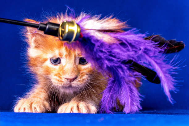 istock Maine coon kitten on blue background. 1204898522