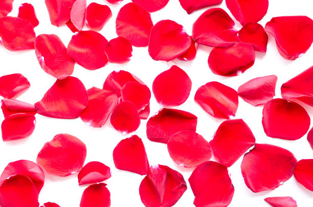 istock Background of red rose petals 1204898531