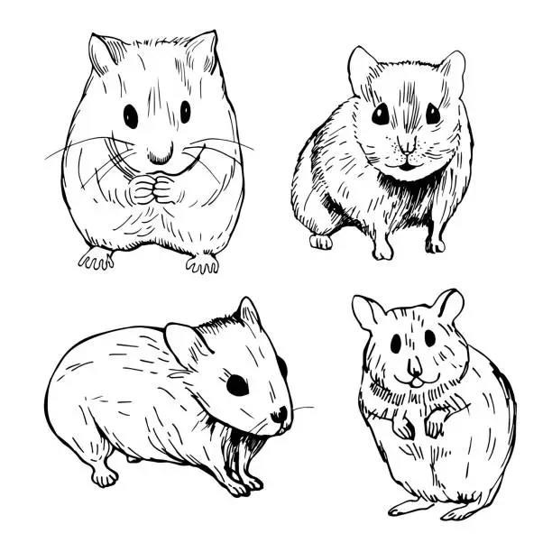 Vector illustration of Hamster. Vector   illustration.