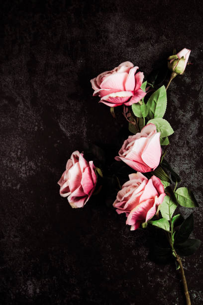 istock Pink roses on a dark grunge background 1204900346