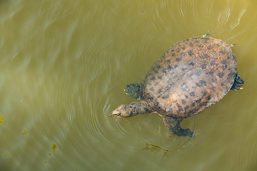 Turtle is swimming in river