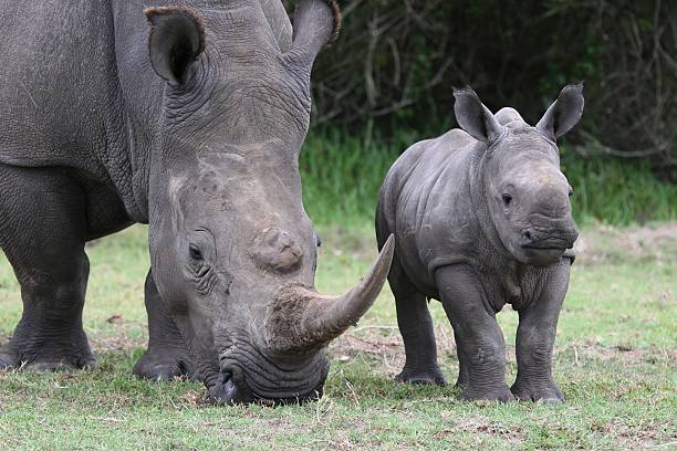 istock Baby Rhino and Mother 120490234