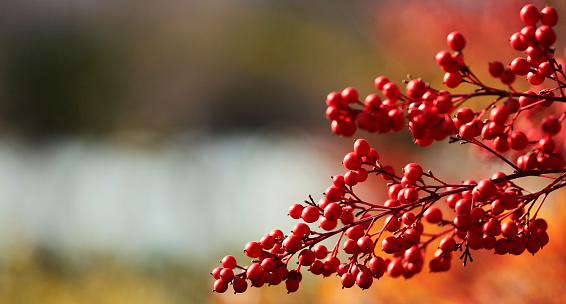 Bright red mass of berries on a firethorn, Pyracantha coccinea, garden shrub in winter