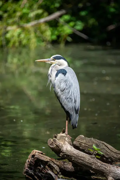 Beautiful common grey heron at a small lake in Germany at Summer time and sunny day