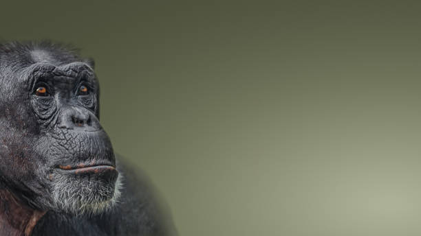 Banner with portrait of serious Chimpanzee like asking a question at smooth gradient background Banner with portrait of serious Chimpanzee like asking a question at smooth gradient background, details, copy space for text serious monkey stock pictures, royalty-free photos & images