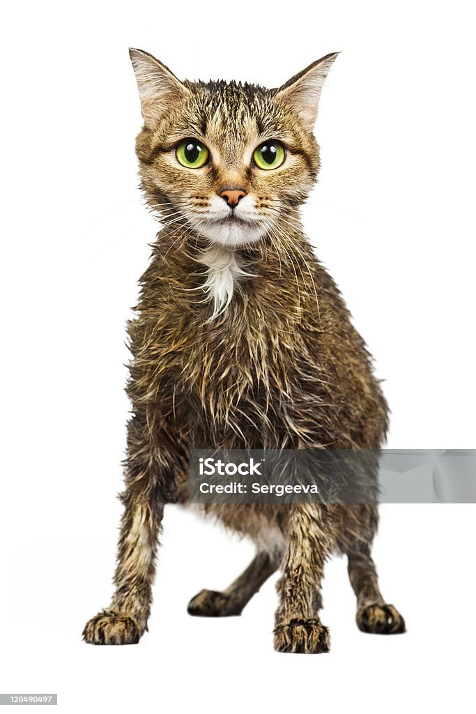 Wet homeless cat Wet homeless cat on a white background Domestic Cat Stock Photo