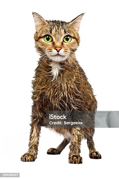 Wet Homeless Cat Stock Photo - Download Image Now - Domestic Cat, Wet, White Background