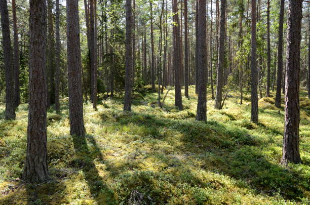 istock Pine forest in Lahemaa National Park in Estonia 1204905017