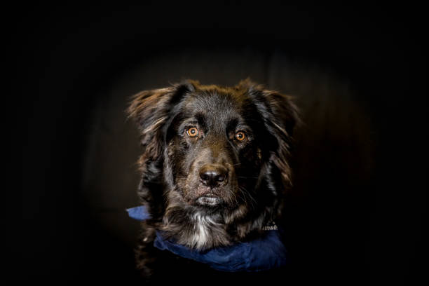 Dog Portrait in Crocus Field