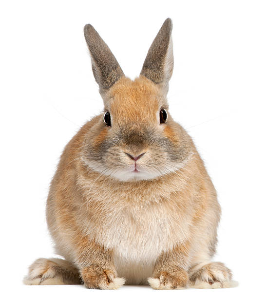 vista frontale di coniglio nano, 6 mesi di età, sfondo bianco - coniglio foto e immagini stock