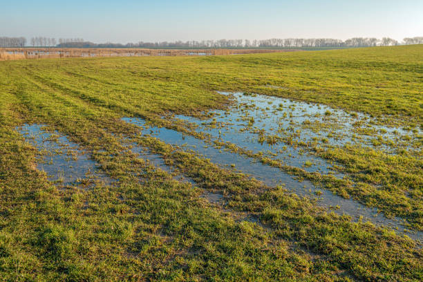 istock Grassland with puddles of water 1204907558