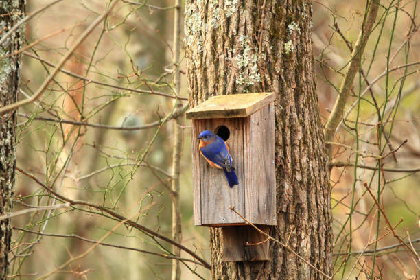 a male eastern bluebird clinging to nesting box looking over shoulder - birdhouse imagens e fotografias de stock