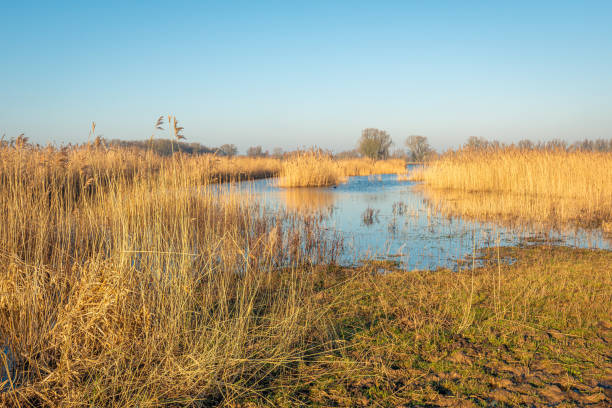 istock Yellowed reeds in a Dutch nature reserve 1204912125