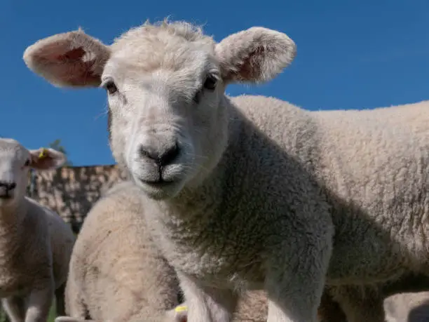 Photo of Cute young lamb