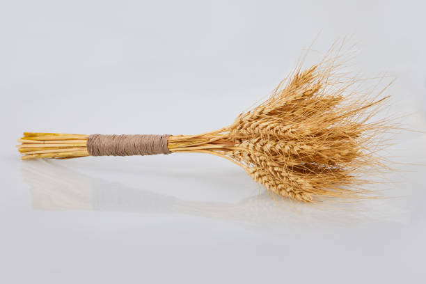 istock Dry yellow rye spikes (Secale cereale), on white background. 1204913704