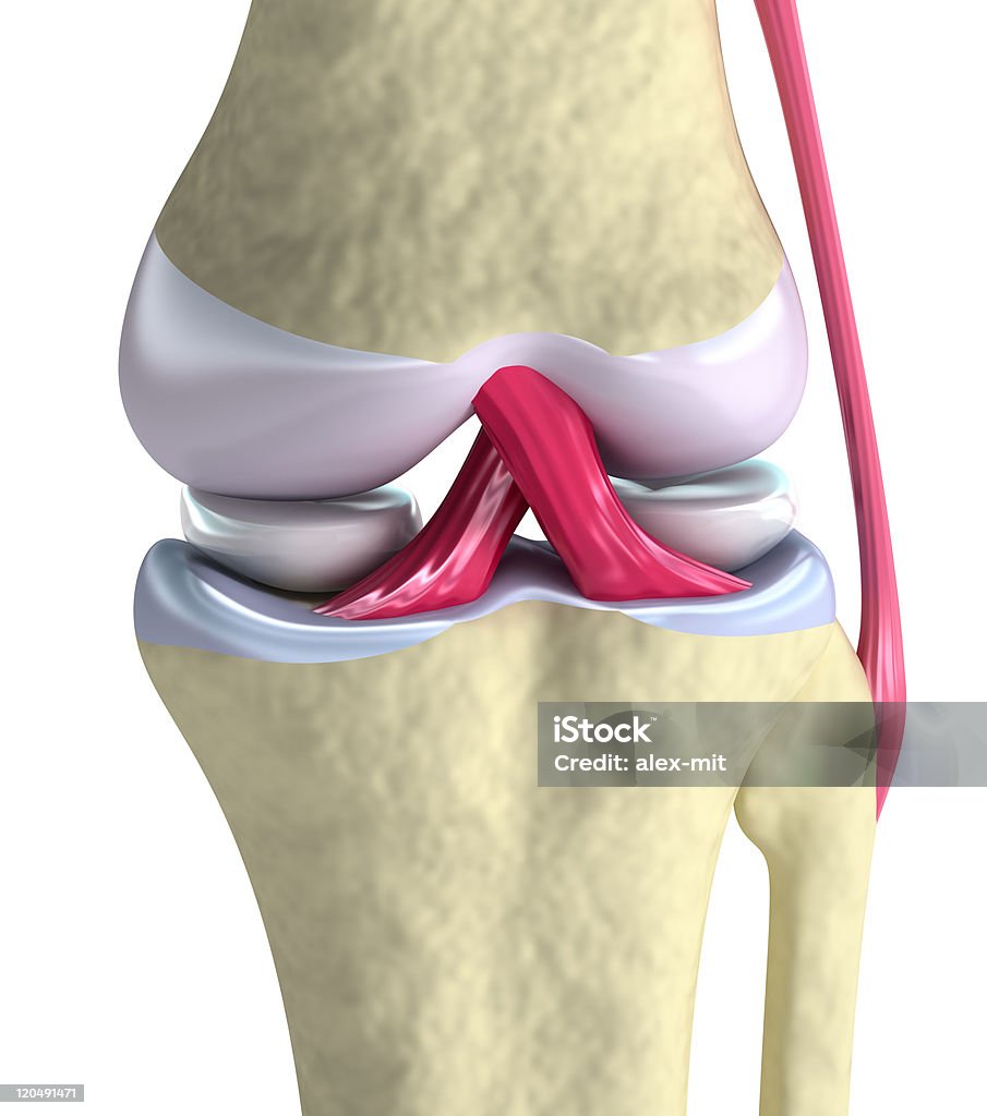 Vista de cerca de la articulación de la rodilla - Foto de stock de Menisco libre de derechos