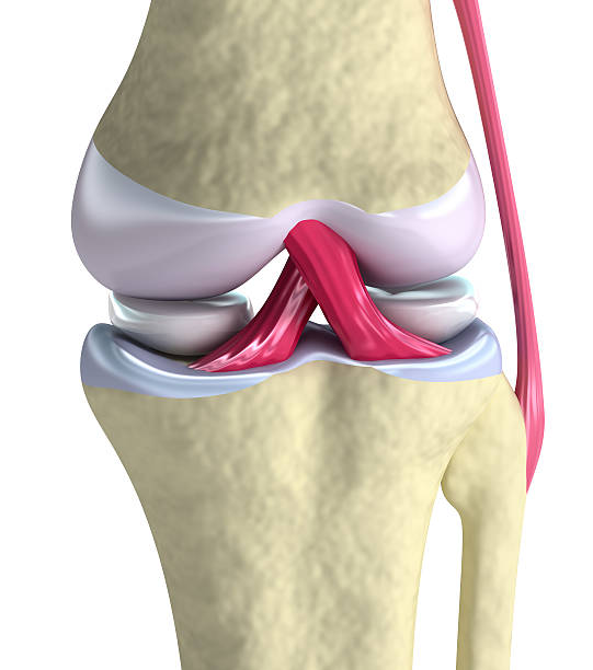 vista de cerca de la articulación de la rodilla - ligament fotografías e imágenes de stock