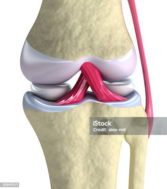 Vista De Cerca De La Articulación De La Rodilla Foto de stock y más banco de imágenes de Menisco - Menisco, Anatomía, Ligamento