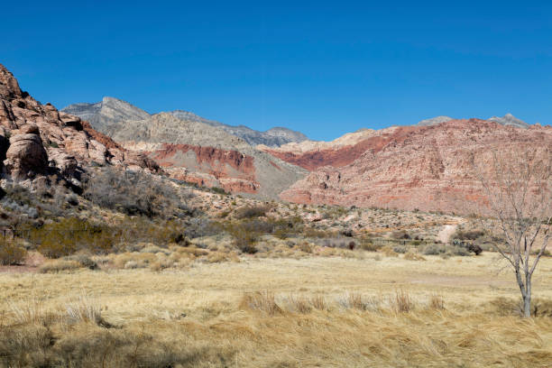 istock Beautiful landscape in the Mojave Desert 1204918247