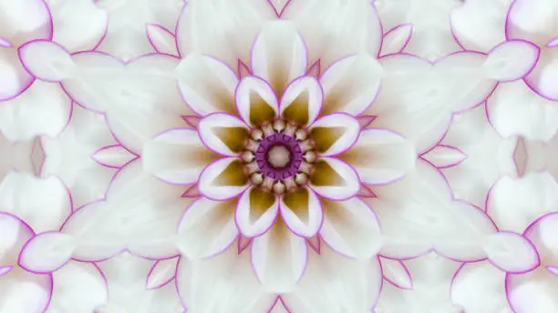 Computer generated from white dahlia flower petals