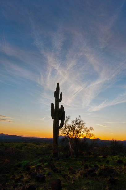 istock Vertical Image of Saguaro Cactus at Dusk 1204922291