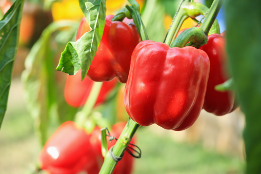 Food theme series: Organic red bell peppers growing in a greenhouse at home