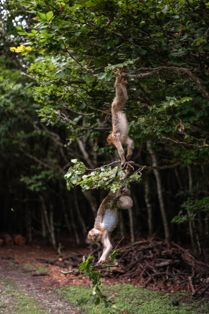 원숭이 바바리 마카크 떨어지는 지점에서 떨어지는 나무를 쫓는 재생 텍스트 장난 개념에 대한 재미있는 숲 공간을 점프 - animal ape monkey bonding 뉴스 사진 이미지