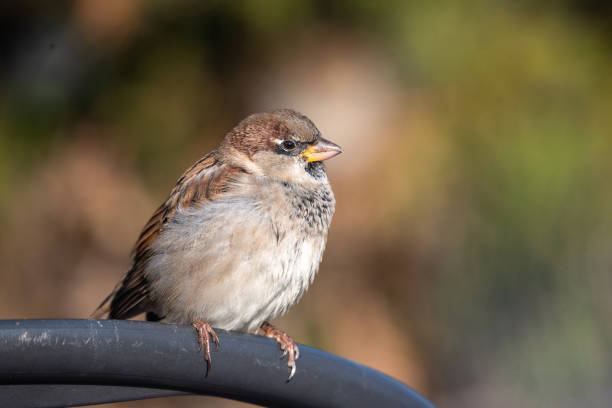 de passer domesticus van de mus van het huis op een stoel metaalstad stedelijke kleine vogel scherpe nadruk bokehruimte voor tekst groene bladeren - house sparrow stockfoto's en -beelden