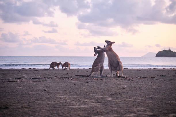 Wild kangaroos and wallabies on the beach at Cape Hillsborough, North Queensland at sunrise as a family and fighting Wild wallabies on the beach at cape Hillsborough silhouetted at sunrise. kangaroos fighting stock pictures, royalty-free photos & images