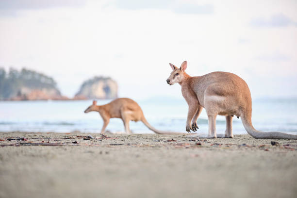 Wild kangaroos and wallabies on the beach at Cape Hillsborough, North Queensland at sunrise as a family and fighting Wild wallabies on the beach at cape Hillsborough silhouetted at sunrise. mackay stock pictures, royalty-free photos & images
