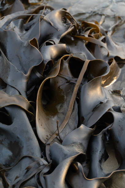 istock Bull Kelp Seaweed 1204926498