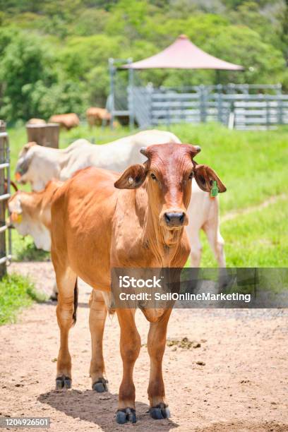 Paddock Sapi Brahman Dan Sapi Perah Dan Anak Sapi Di Paddock Berumput Hijau Di Luar ...